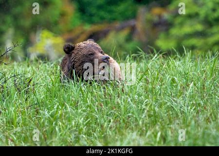 A female grizzly bear grazes on the rich sedge grasses on Smith Inlet ...