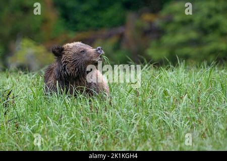 A female grizzly bear grazes on the rich sedge grasses on Smith Inlet ...