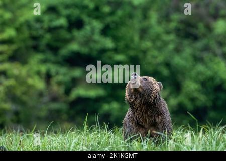 A female grizzly bear (Ursus arctos horribilis) sniffs the air in Canada's Great Bear Rainforest Stock Photo