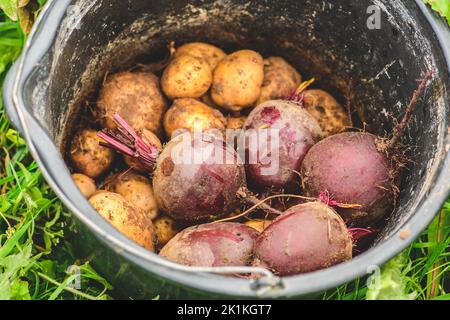 Fresh organic ripe potatoes and red beetroots just picked in a field collected in a bucket. Heap of potatoes root. Concept of biological agriculture Stock Photo
