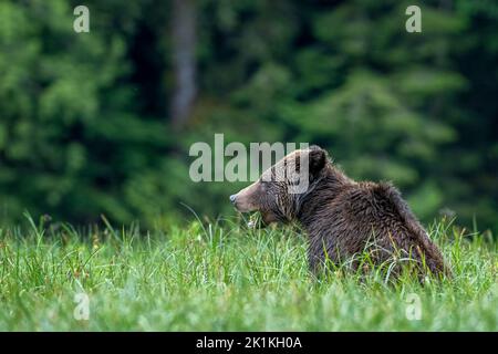 A female grizzly bear feeds on rich sedge grasses in British Colombia's Great Bear Rainforest, Canada Stock Photo