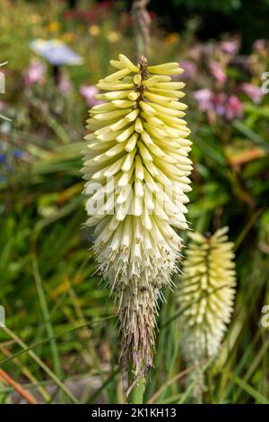 Kniphofia 'Ice Queen' a summer autumn fall flowering plant with a yellow green summertime flower commonly known as Red Hot Poker, stock photo image Stock Photo