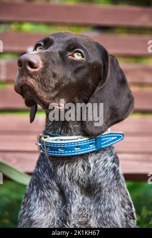 German Shorthaired Pointer,Portrait of Kurtzhaar against the background of a wooden bench in a public park. Stock Photo