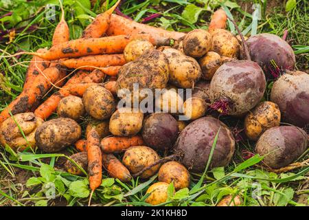 Fresh organic ripe potatoes, red beetroots and orange carrots just picked from the soil on the grass in a field. Concept of biological agriculture Stock Photo