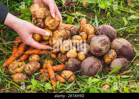 Fresh organic ripe potatoes, red beetroots and carrots just picked from the soil on the grass in a field with the hands of a girl holding Stock Photo