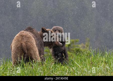 A mother grizzly bear tussles with her lively black bear cub in a heavy downpour in Canada's Great Bear Rainforest in British Colombia Stock Photo