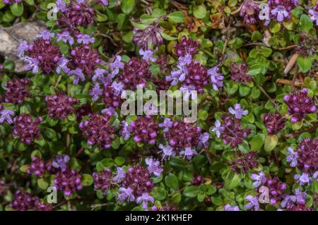 Wild Thyme, Thymus praecox subsp. polytrichus, in flower in dry grassland. Stock Photo