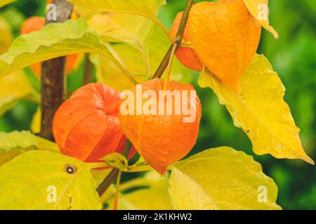Beautiful physalis peruviana, gooseberry, golden berry or chines lantern, orange calix and yellow leaves, beautiful plant and flower in autumn, close Stock Photo