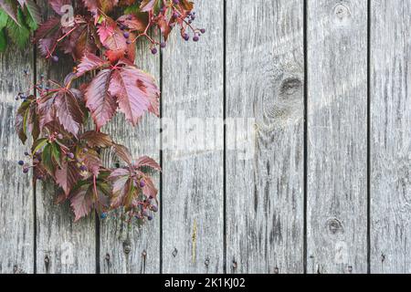 Beautiful background of stripped light grey old wood wall with climbing plant or vine, red leaves and berries in autumn, copy space Stock Photo