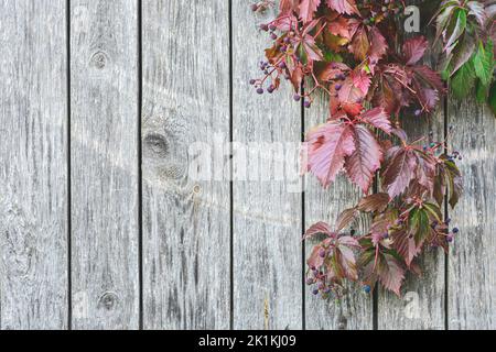 Beautiful background of stripped light grey old wood wall with climbing plant or vine, red leaves and berries in autumn, copy space Stock Photo
