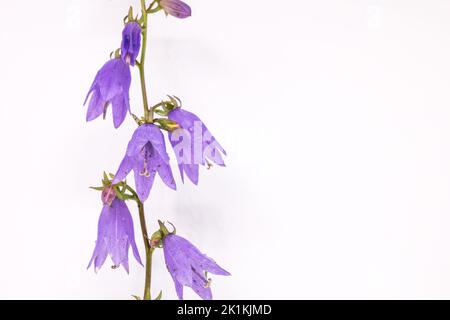 Campanula rapunculoides flower. Common names creeping bellflower, rampion, garden bluebell, purple bell, garden harebell. On the white background. Stock Photo