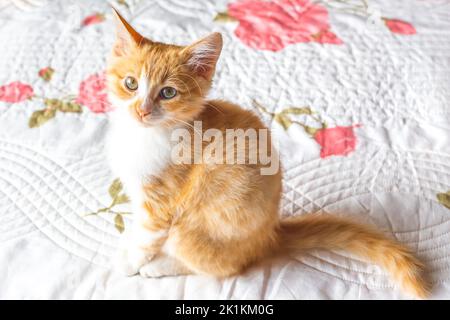 Red kitten sits on a white blanket and looks at the camera. Lovely domestic cats. Stock Photo