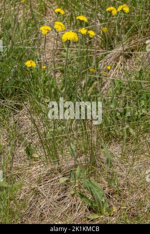 A hawkweed, Hieracium cymosum, in flower in mountain meadows, Vercors, France. Stock Photo
