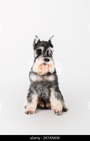 Miniature Schnauzer dog on the white background Stock Photo