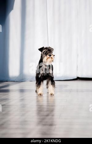 Miniature Schnauzer Dog Or Zwergschnauzer indoor Stock Photo