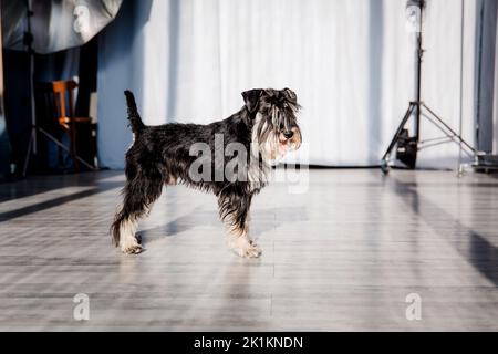 Miniature Schnauzer Dog Or Zwergschnauzer indoor Stock Photo