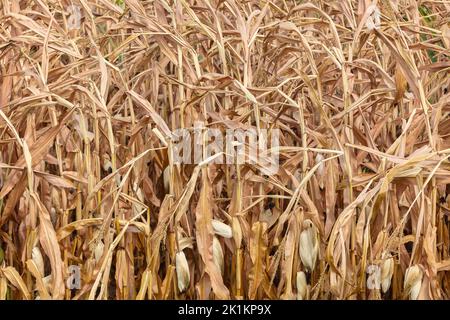 Arid and parched Dutch cornfield during the drought in the summer of 2022 Stock Photo
