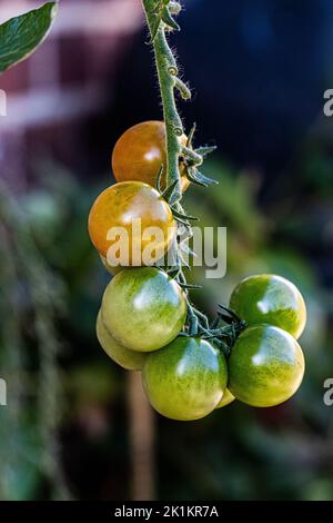 Cherry tomatoes ripening on the vine in Marnhull, dorset, united kingdom Stock Photo