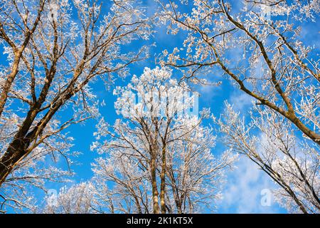 Bottom view on a f winter snowy trees in the blue sky. Frosty branches with hoarfrost twigs in a sunny day. Landscape photography Stock Photo