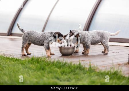 Australian cattle dog puppy outdoor. Puppies on the backyard Stock Photo