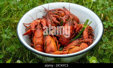 Boiled red crayfish in a metal bowl. A healthy diet meal. Stock Photo