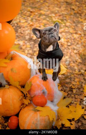 Halloween and Thanksgiving Holidays. Dog with pumpkins in the forest. Cute French Bulldog.  Dog costume for Halloween Stock Photo