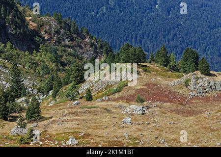 Forests and meadows landscape Landscape of forests and mounts around Leama lake in Belledonne mountain range Stock Photo