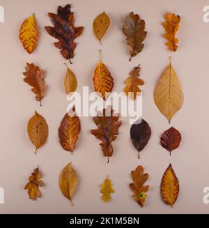 Autumn background with dry leaves. Stock Photo