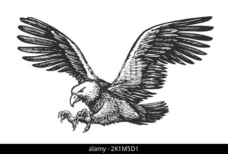 Bald eagle flying attacking isolated on white background. Animal hand drawn sketch in vintage engraving style Stock Vector