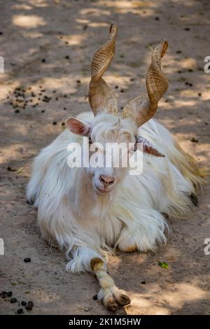 Close-up of a Girgentana goat, with long white hair and screwed horns. The animal is lying on the ground and looking into the camera. Telephoto lens. Stock Photo