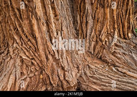 Old cottonwood tree trunks, Long Canyon, Burr Trail Road, Grand Staircase-Escalante National Monument, near Boulder, Utah, USA Stock Photo