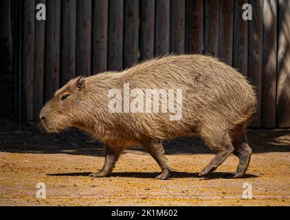 A large capybara with red and brown fur, seen in profile, walking on all fours. Stock Photo