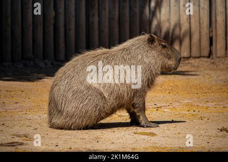 A large capybara with red and brown fur, seen in profile, sitting on its hind legs. Stock Photo