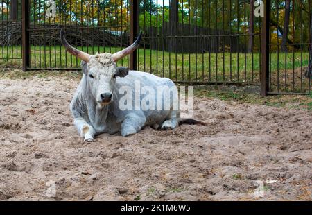 Silvery-white Hungarian Grey, also known as the Hungarian Grey Steppe, cow (Bos taurus) lying on the ground Stock Photo