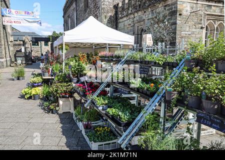 Locally grown garden plants on sale in the open air market at Bedford Square outside of Tavistock Town Hall Stock Photo