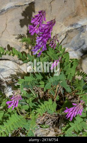 Alpine sainfoin, Hedysarum hedysaroides in flower in the Alps. Stock Photo