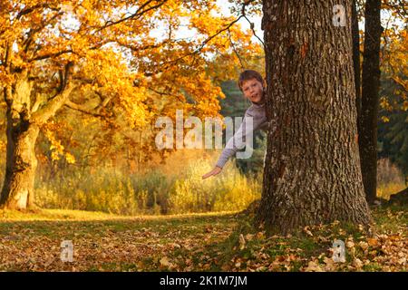 Boy 9-10 years old peeks out from behind large thick oak trunk in park in rays of setting sun and smiles. Child in gray sweater plays hide and seek in Stock Photo