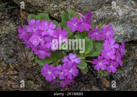 Hairy Primrose, Primula hirsuta, in flower on wet rocks, Swiss Alps. Stock Photo