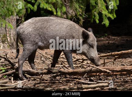 Wild boar in close-up side view amidst old lying branches Stock Photo