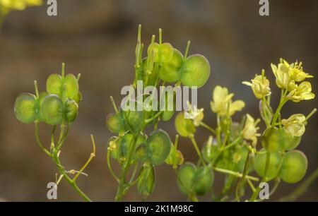 Buckler Mustard, Biscutella laevigata in flower in the Swiss Alps. Stock Photo