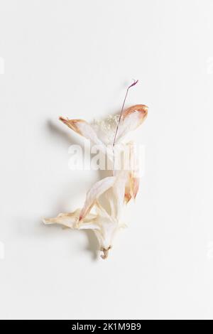 A dry, delicate flower on a white bakcground. Stock Photo