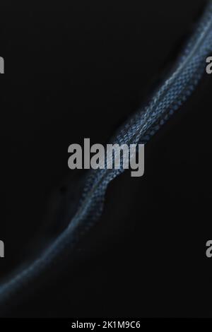 Snake skin on black background. Stock Photo