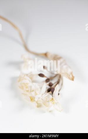 A delicate dried flower on white background. Stock Photo