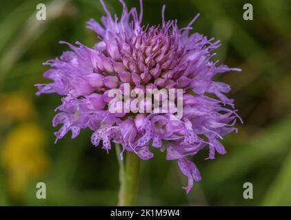 Globe-flowered Orchid, Traunsteinera globosa, in flower in mountain pastures, Italy. Stock Photo