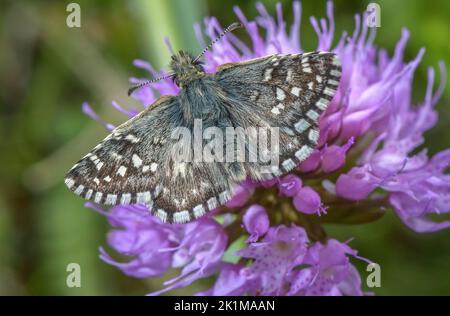Southern Grizzled Skipper, Pyrgus malvoides, on Round headed orchid, Traunsteinera globosa, in the Italian Alps. Stock Photo