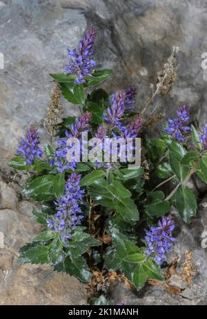 Bluish paederota, Veronica bonarota in flower on limestone, Julian Alps. Stock Photo