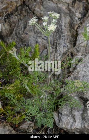 Athamanta, Athamanta cretensis in flower on limestone cliff, Italian Alps. Stock Photo