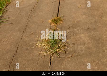 Grass grows from cracks in wooden sidewalks. Green grass breaks through the crack through the wooden boards. Stock Photo
