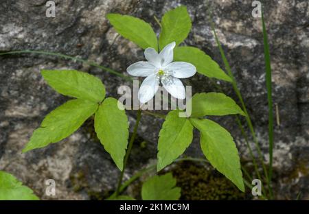 Three-leaved Anemone, Anemonoides trifolia, in flower, Julian Alps. Stock Photo