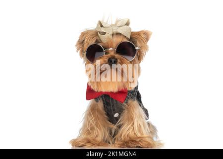 cool fashion yorkshire terrier dog with sunglasses and bowtie sitting on white background Stock Photo